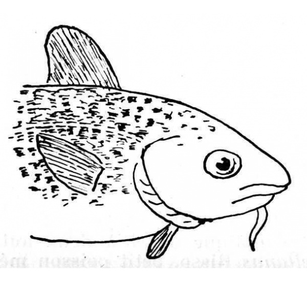 poisson